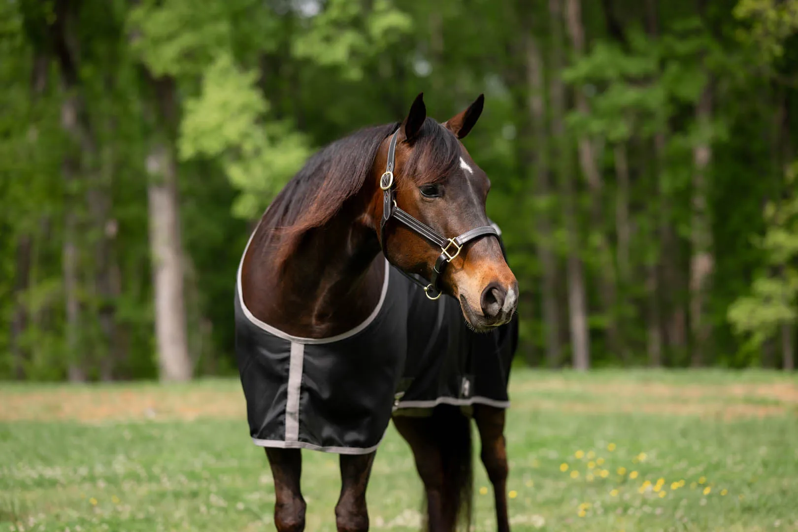 TuffRider Shelter Closed Front Stable Sheet
